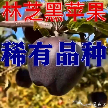 黑钻苹果苗新品种林芝黑苹果苗保真,数量有限