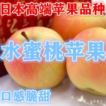 水蜜桃苹果苗日本引进水蜜桃苹果树苗新品种