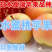 水蜜桃苹果苗日本引进水蜜桃苹果树苗新品种
