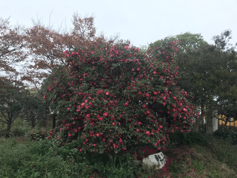 茶梅，造型茶梅，多品种，树型好，红花，深红