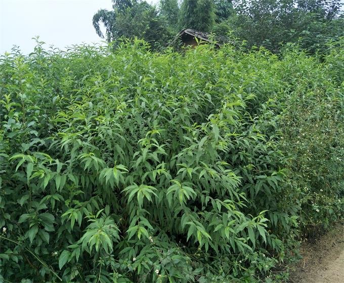 图片说明:果农正在对李子树进行喷药处理,注意覆盖树干、枝条及叶背 果树病害喷药操作图示