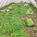 阜阳特产江苏南京湖北新鲜芦蒿去叶藜蒿泥蒿