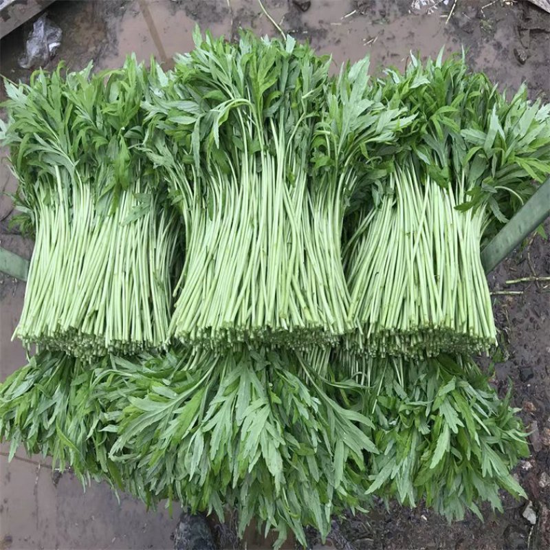 湖北江苏带叶新鲜青蒿白蒿阜阳特产大量供应