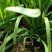 【大叶韭菜】：二茬，三茬