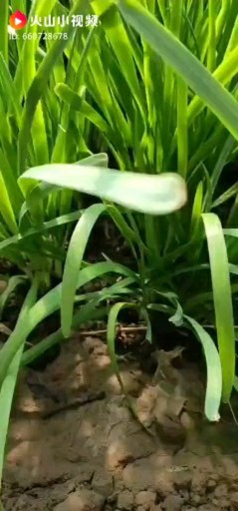 【大叶韭菜】：二茬，三茬
