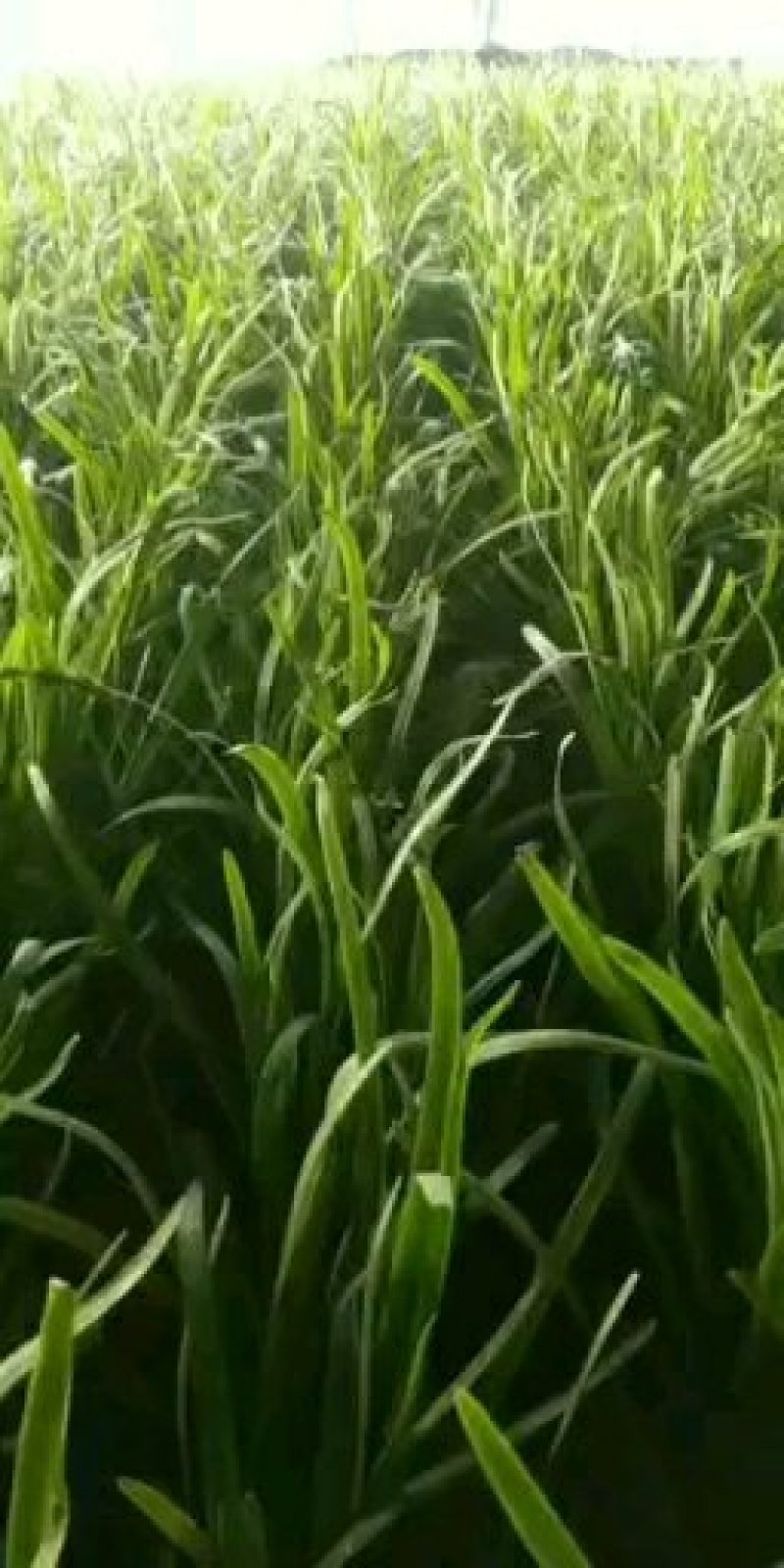 【大叶韭菜】：二茬，三茬
