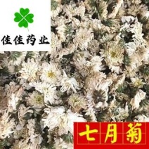 菊花白菊花货干无硫七月菊杭白菊供应各种中药材