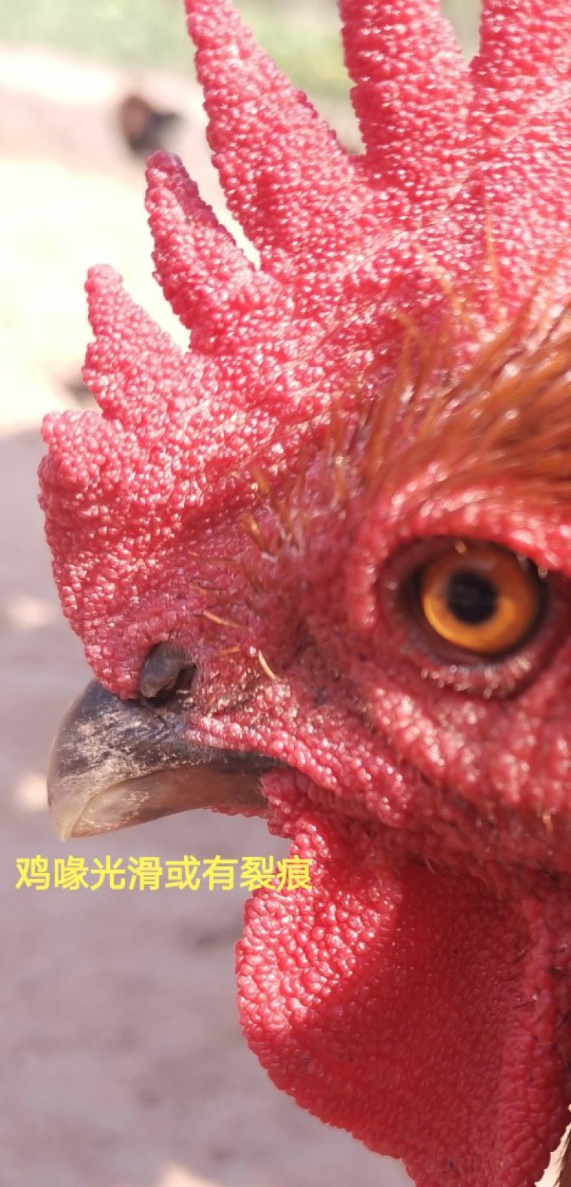 生态散养跑山鸡纯粮食瑶鸡