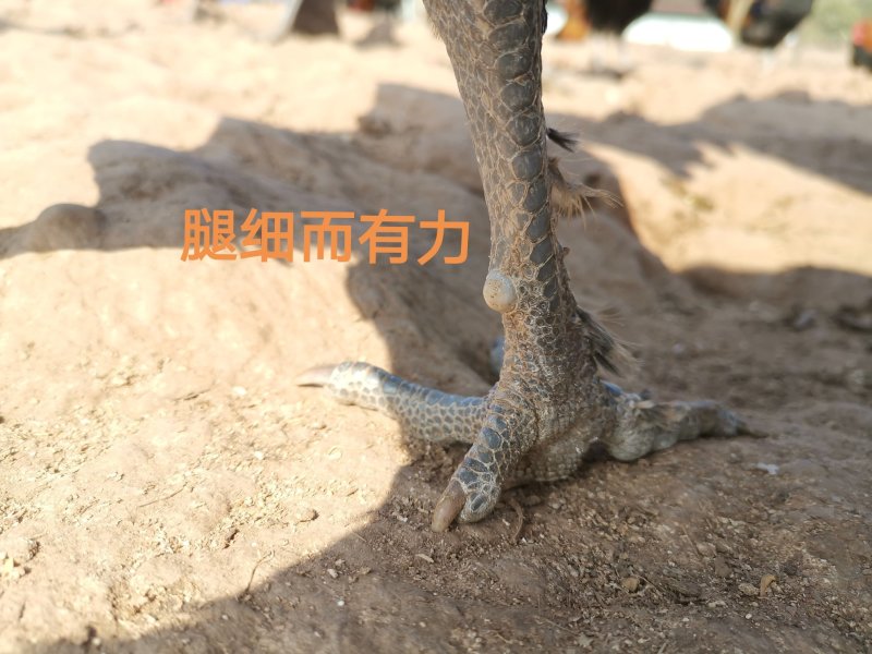 生态散养跑山鸡纯粮食瑶鸡
