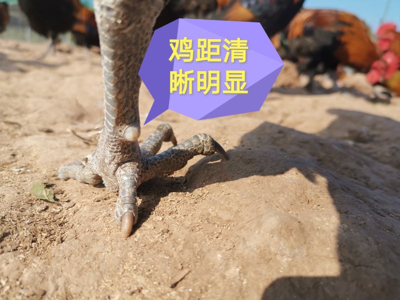 生态散养跑山鸡纯粮食瑶鸡