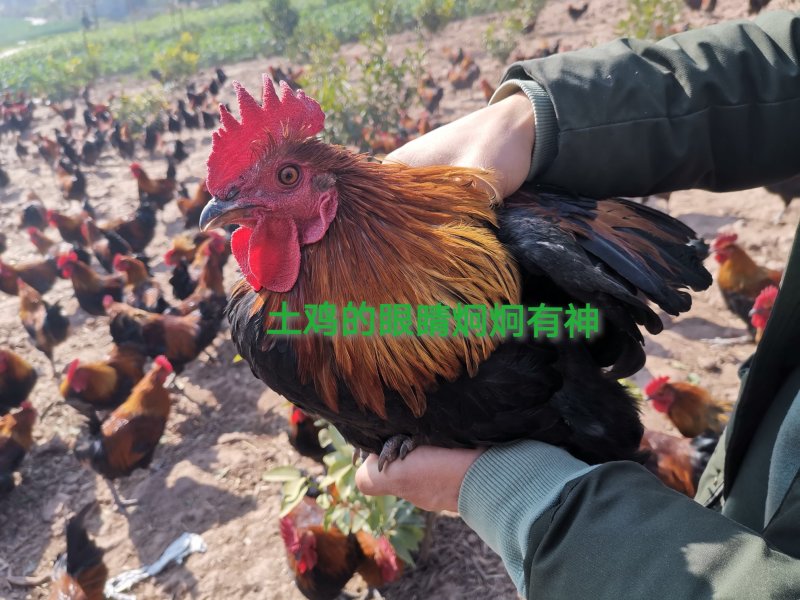 生态散养跑山鸡纯粮食瑶鸡