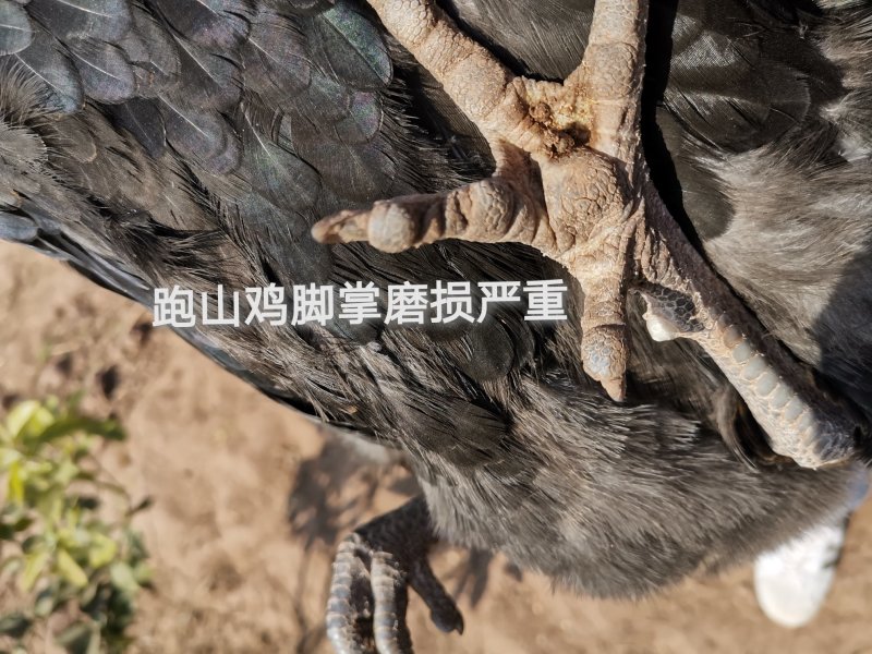 生态散养跑山鸡纯粮食瑶鸡