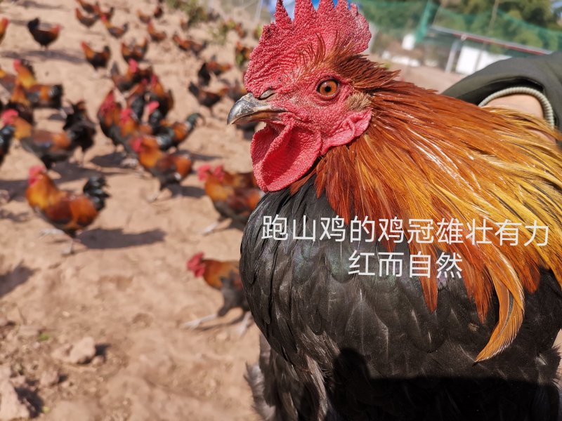 生态散养跑山鸡纯粮食瑶鸡