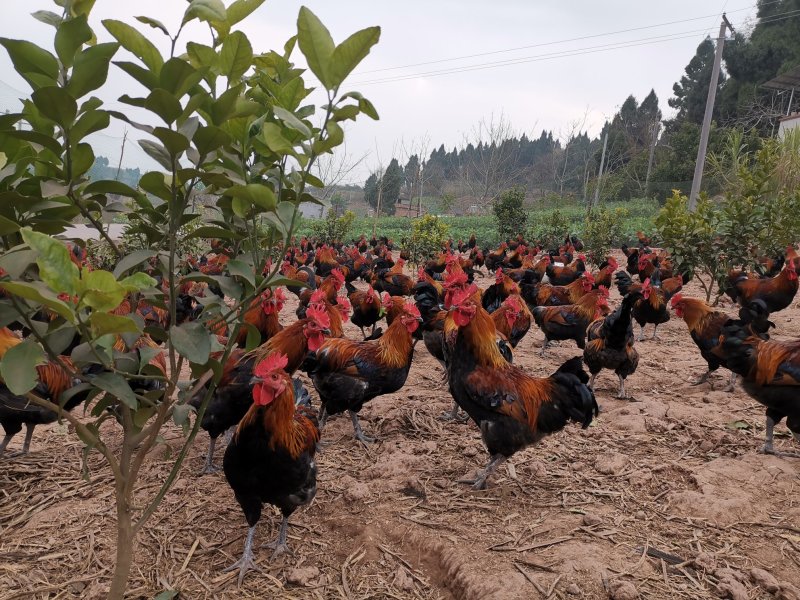 生态散养跑山鸡纯粮食瑶鸡