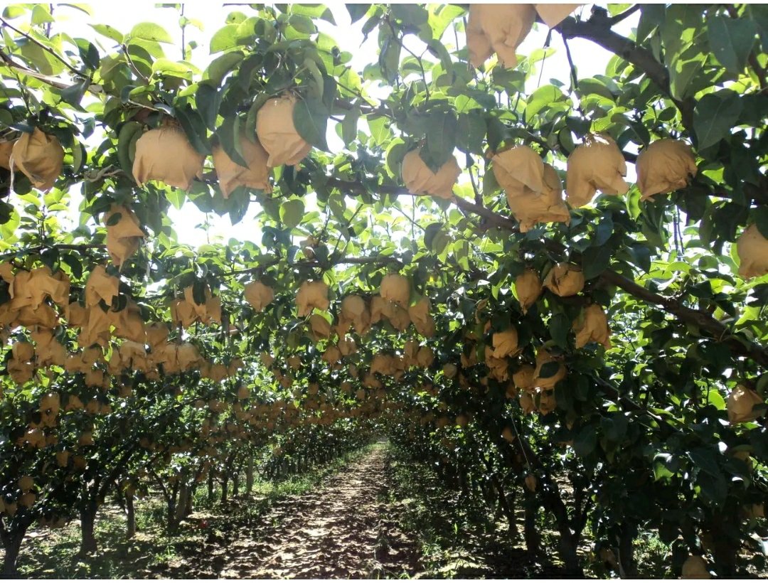 秋月梨果园实景,展示成熟期的秋月梨树,果实饱满挂枝,阳光透过树叶照耀在果面上 秋月梨果园实景