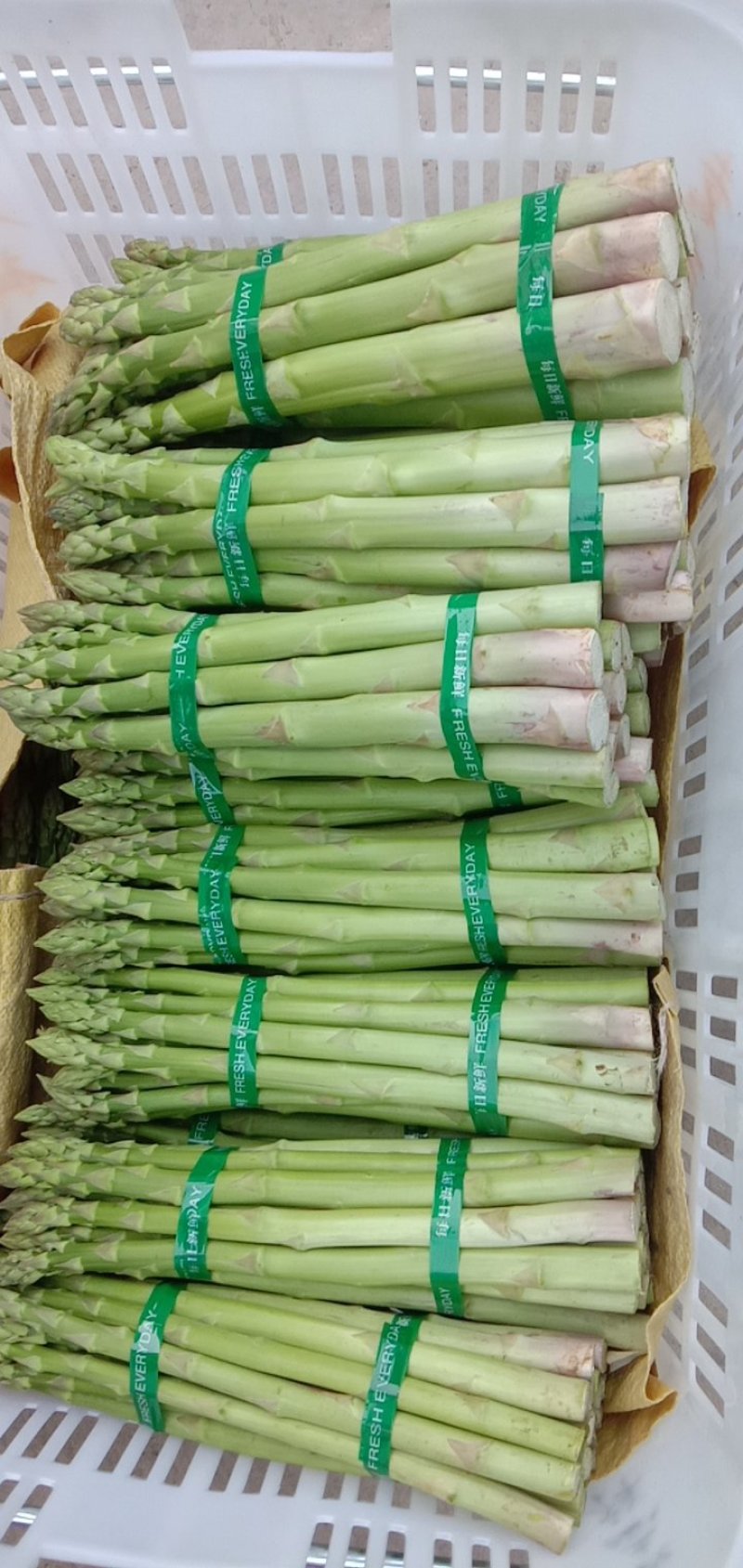 【新鲜上市】四川绿芦笋青芦笋产地直发货源充足