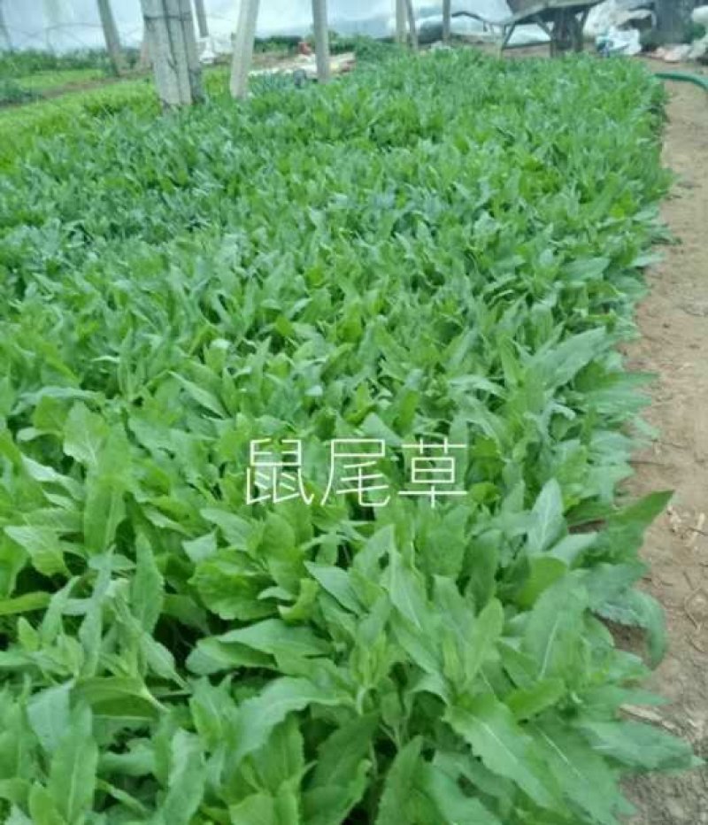 基地特价，宿根地被，鼠尾草