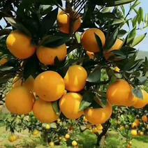 九月红果冻橙产地货源充足，自家果园无中间商。