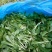 上海马兰头，新鲜现摘货！对接全国，外贸企业，大型酒店送货