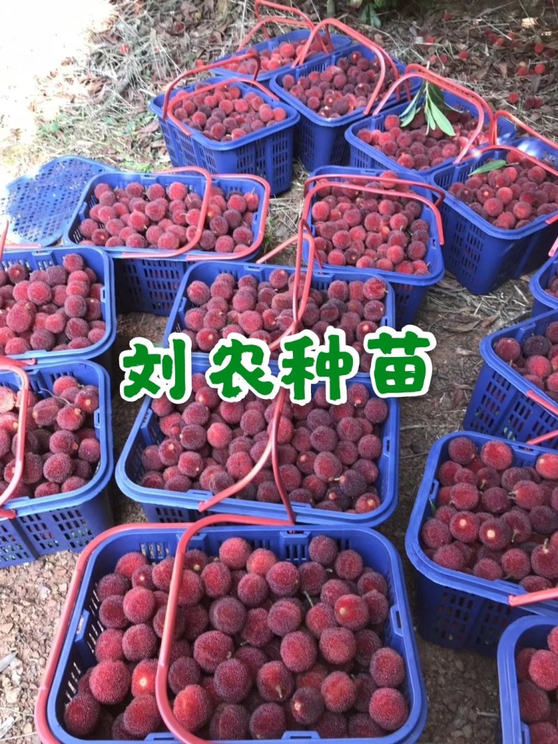 杨梅苗嫁接苗(大黑炭)(乌梅苗)荸荠南方杨梅苗