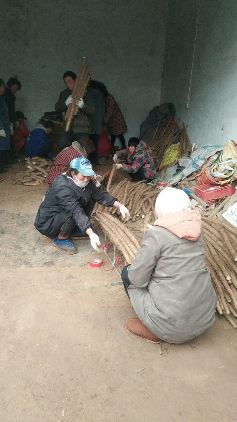 民权县王桥镇绳滑种植