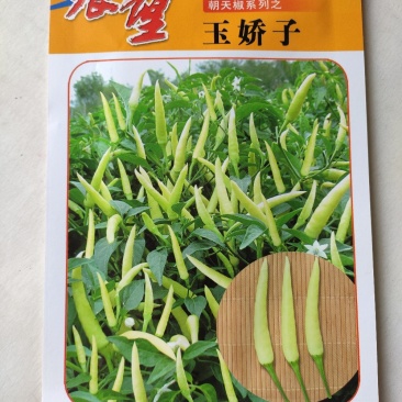 辣椒种子玉骄子小米椒朝天椒种子小米辣早熟香辣椒种子