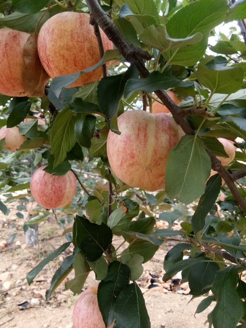 【优质】乔纳金苹果产地直销货源充足欢迎采购
