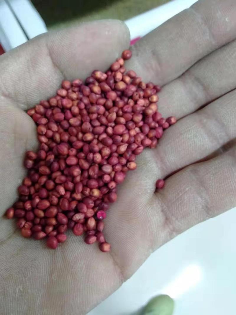 进口饲用甜高粱种子牧草种籽四季多年生高产耐旱养殖草籽