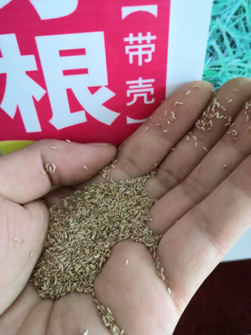 进口草坪种子护坡绿化狗牙根草籽草种子矮生耐践踏免修剪