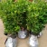 冬青苗床苗欢迎实地选苗放心苗成活率高