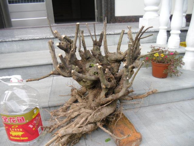 榆树桩