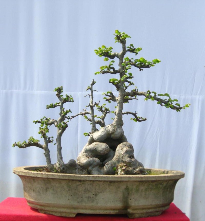榆树桩