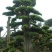 榆树桩