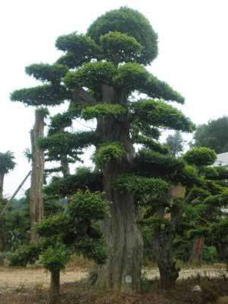 榆树桩