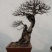 榆树桩