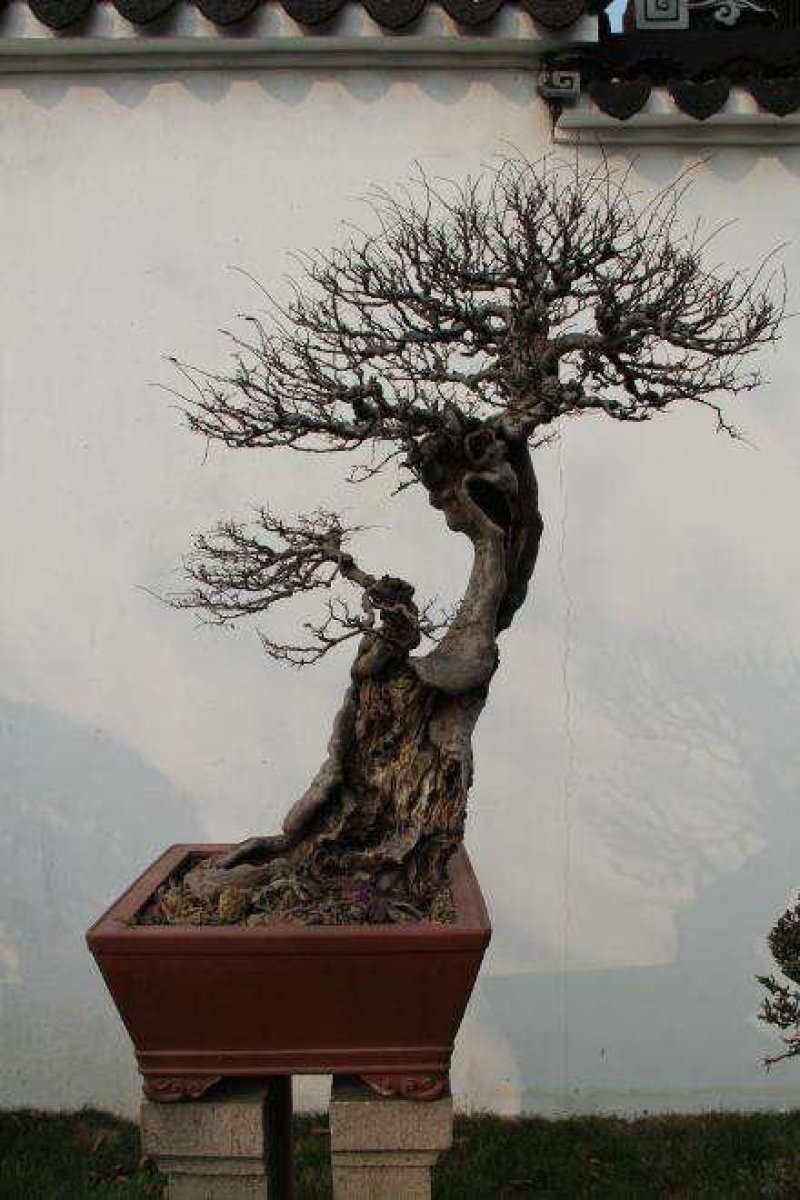 榆树桩