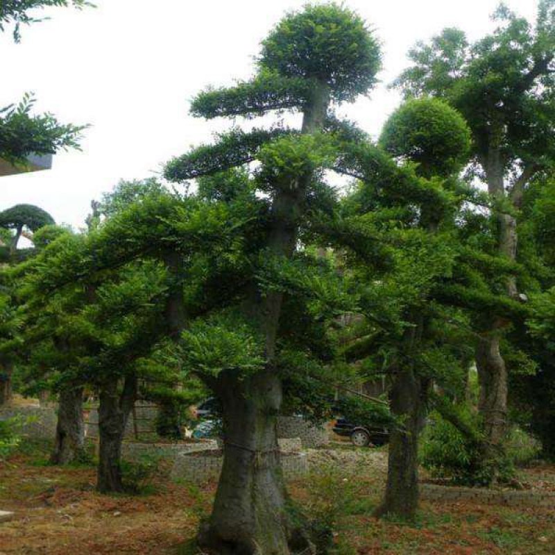 榆树桩