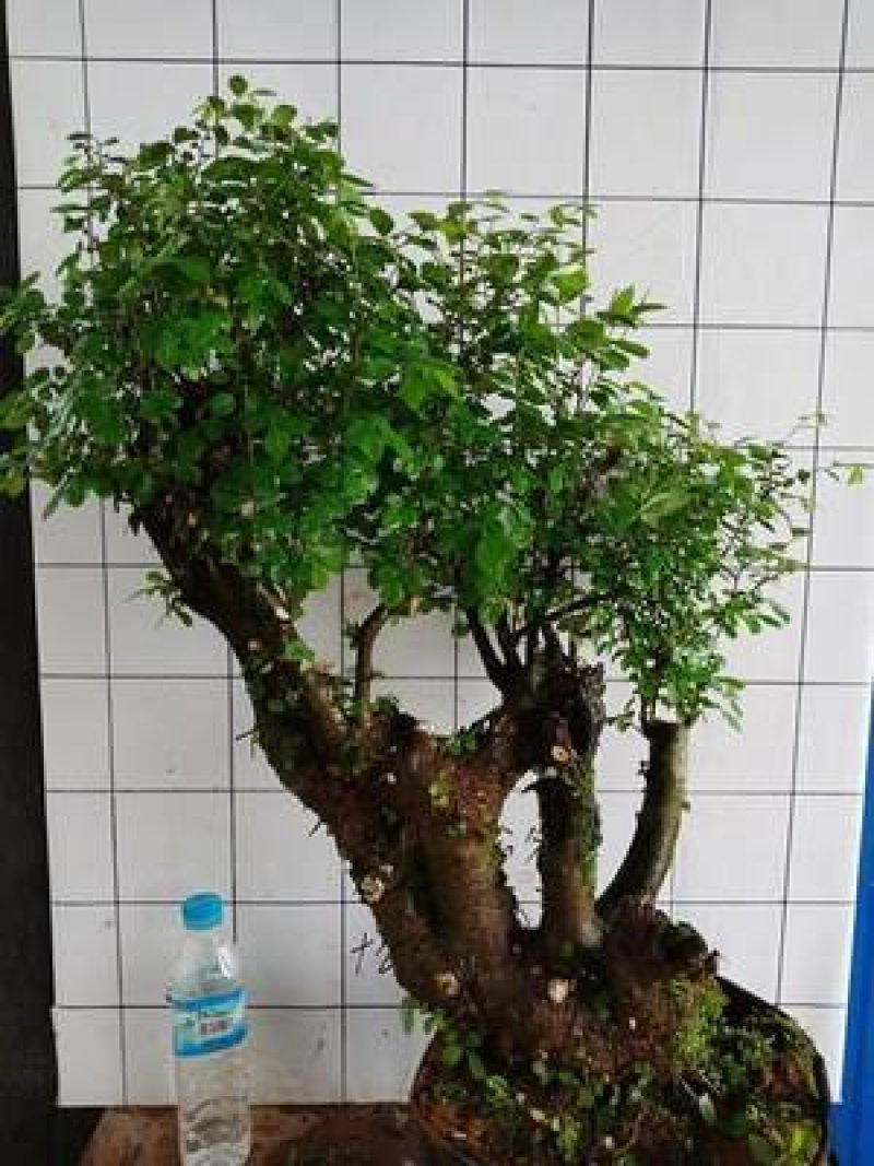 榆树桩