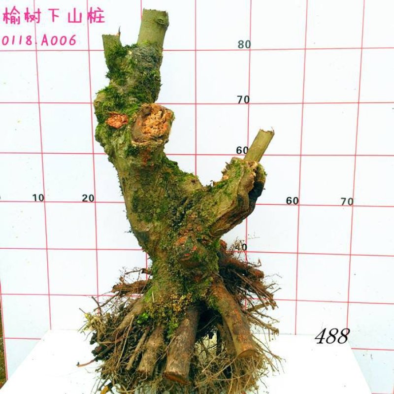 榆树桩