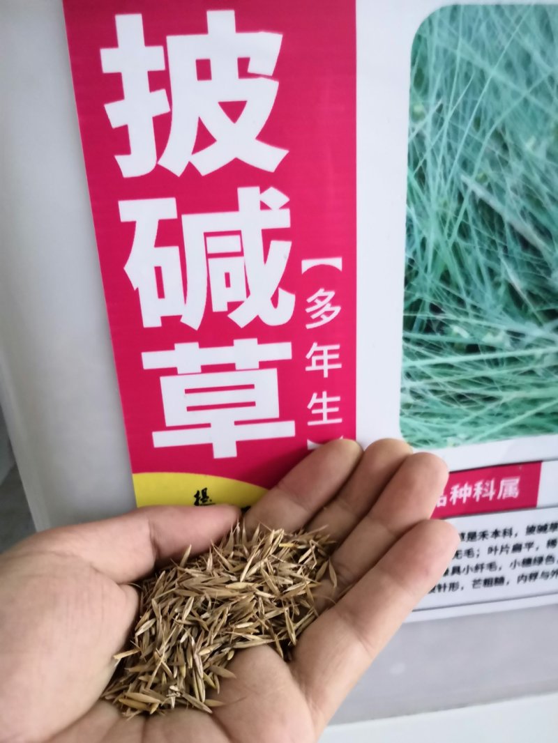 披碱草种子碱茅草抗风沙耐旱耐盐碱耐寒多年生四季牧草种