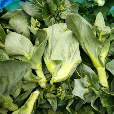 菜芯菜苔精品广东菜芯产地一手货源大量供应欢迎选购