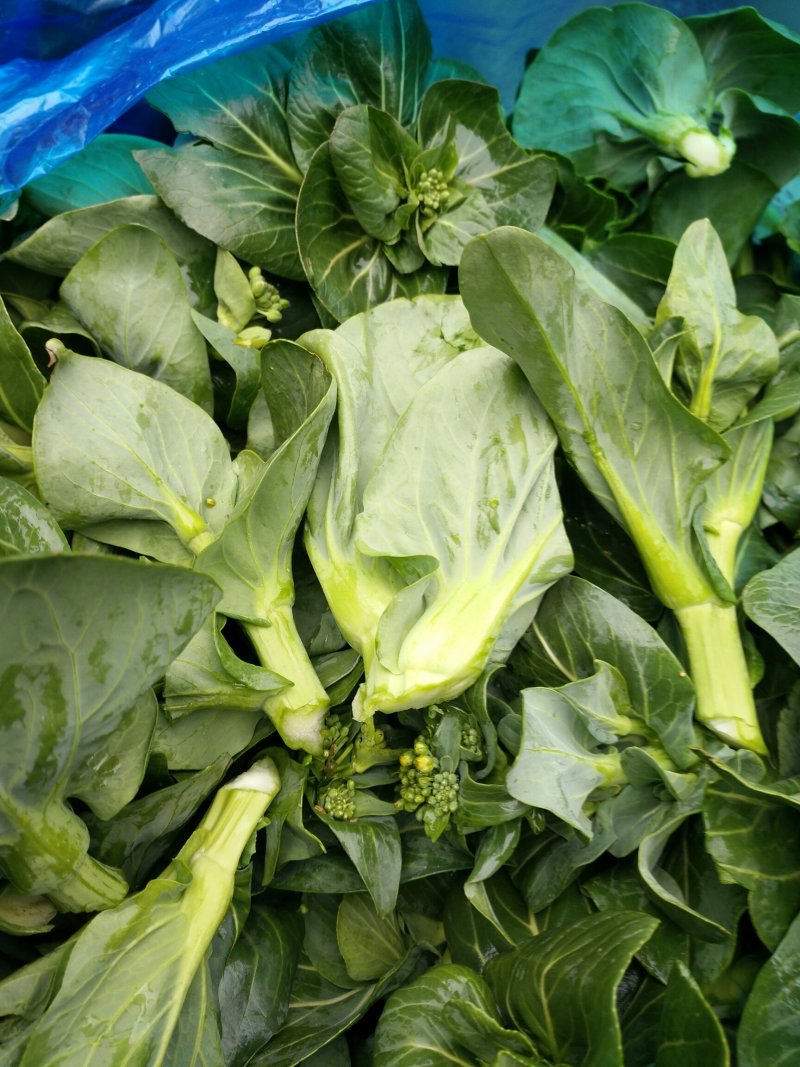 菜芯菜苔精品广东菜芯产地一手货源大量供应欢迎选购