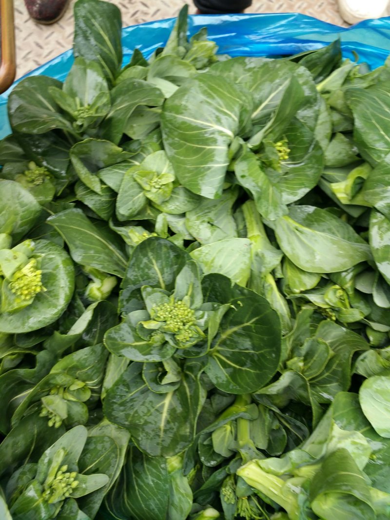 菜芯菜苔精品广东菜芯产地一手货源大量供应欢迎选购