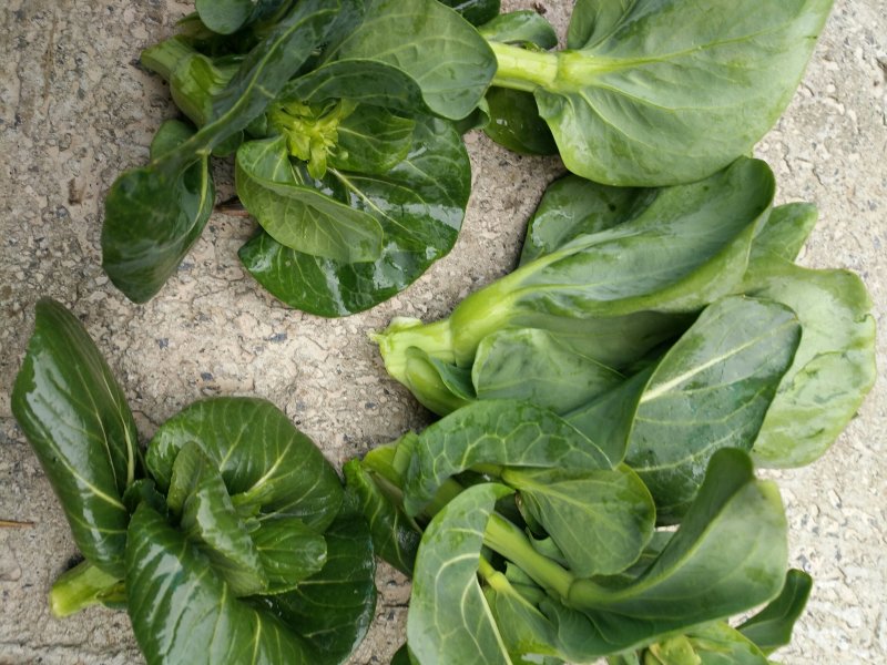 菜芯菜苔精品广东菜芯产地一手货源大量供应欢迎选购
