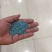 马蹄金草种草籽马蹄筋铜钱草种子