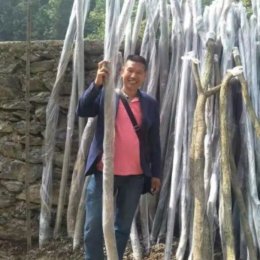 紫藤下山桩