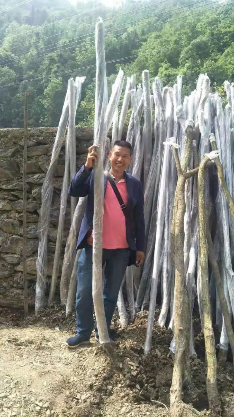紫藤下山桩