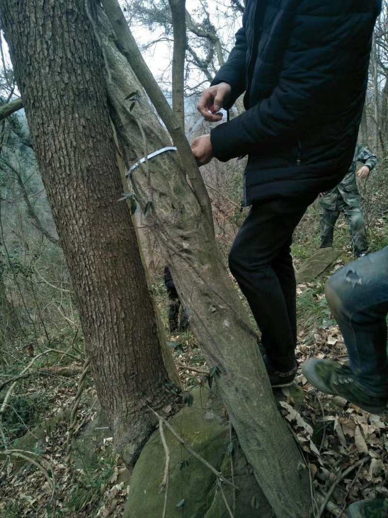 紫藤下山桩