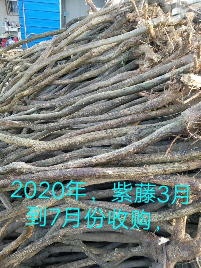 紫藤下山桩