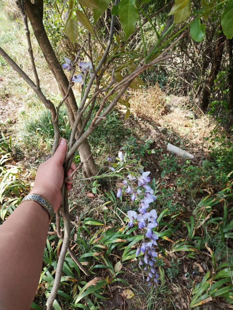 紫藤下山桩